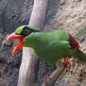 Javan Green Magpie