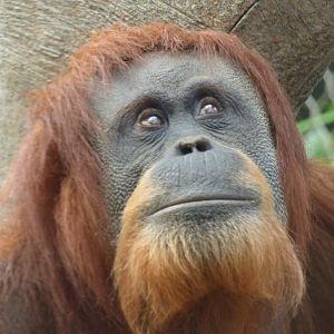 Emma (Sumatran Orangutan)