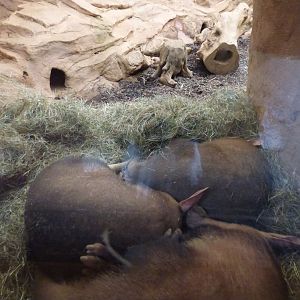 Aardvark's in meerkat indoors