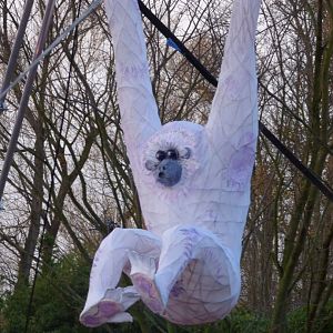 "Silvery Gibbon" as part of 'Lanterns'