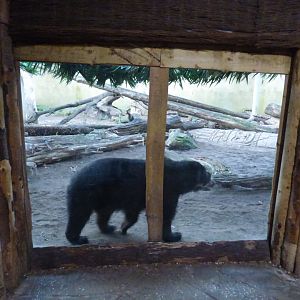 Spectacled Bear in SOTJ