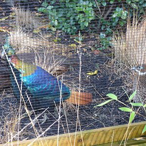 Himalayan Monal pair