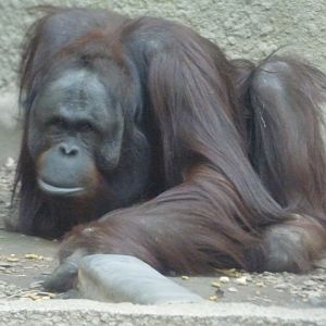 Willie (male, Bornean Orangutan)