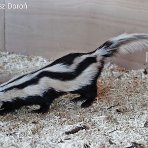 Zorilla or Striped Polecat (Ictonyx striatus) at Cedars Nature Centre, November 2017