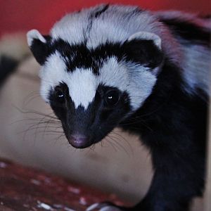 Zorilla or Striped Polecat (Ictonyx striatus) at Cedars Nature Centre, November 2017