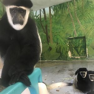 Colobus Exhibit