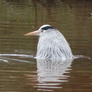 Grey heron, November 2017