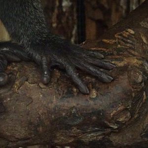 Allen's Swamp Monkey, November 2017