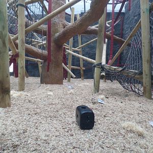 Orangutan Forest Indoor Enclosure