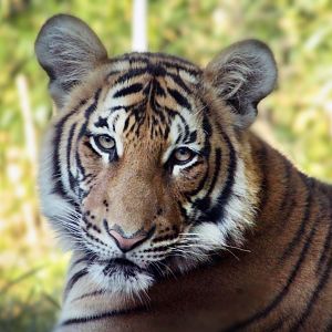 Dec. 2017 - Cat Canyon - Malayan Tiger Cub