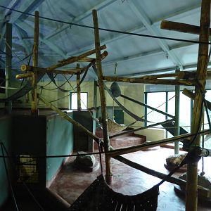 Indoor Orangutan Enclosure
