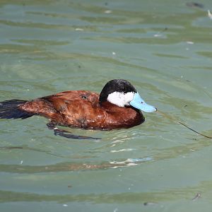North American Ruddy Duck