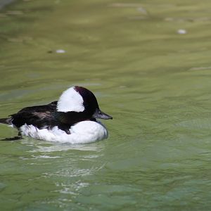 Bufflehead