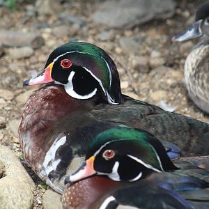 North American Wood Duck
