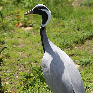 Demoiselle Crane