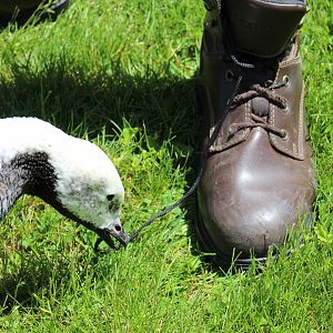 Humanized Emperor Goose