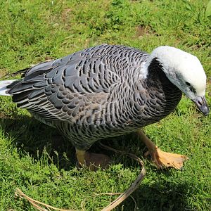 Humanized Emperor Goose