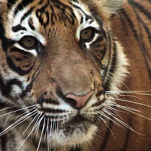 Dec. 2017 - Cat Canyon - Malayan Tiger Cub