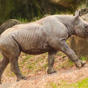 Dec. 2017 - Rhino Reserve - Kendi