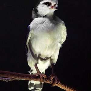 Dec. 2017 - Wings Of The World - African Pygmy Falcon