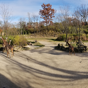 Dec. 2017 - Africa - Giraffe Ridge Panorama