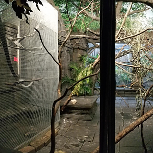 Dec. 2017 - Jungle Trails - New Cage in Tamarin Habitat