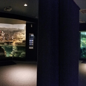 Dec. 2017 - Wings of the World - Sub-Antarctic Coast + Arctic Sea Cliffs