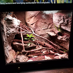 Dec. 2017 - Manatee Springs - Amazon Milk Frog Exhibit