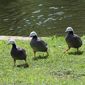 Emperor Geese