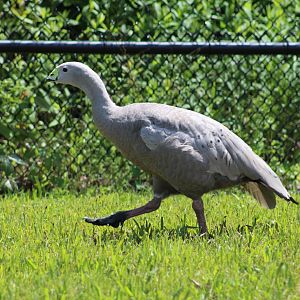 Cape Barren Goose