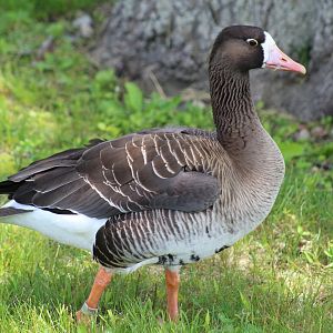 Gambel's White-Fronted Goose