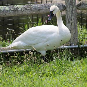 Whistling Swan