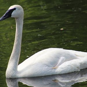 Trumpeter Swan