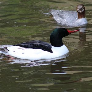 Common Merganser