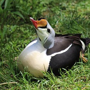 King Eider