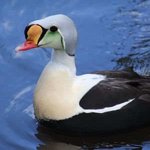 King Eider