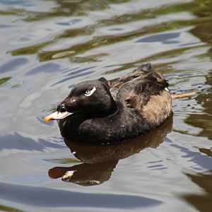 American White-Winged Scoter