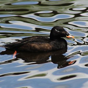 American White-Winged Scoter