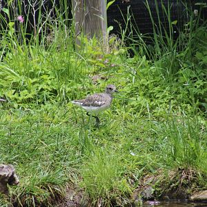 Black-Bellied Plover