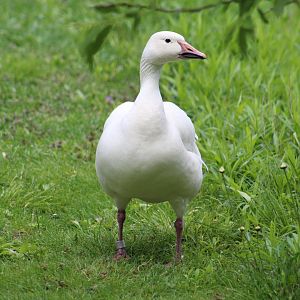Snow Goose ID?