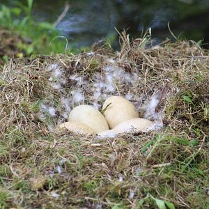 Snow Goose Nest