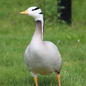 Bar-Headed Goose
