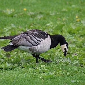 Barnacle Goose