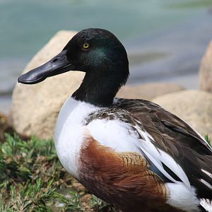 Northern Shoveler