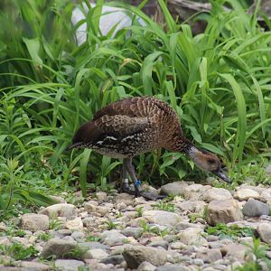 West Indian Whistling-Duck