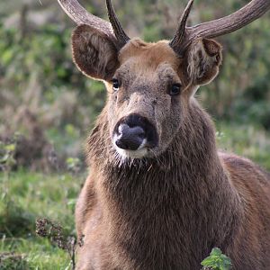 Barasingha Deer