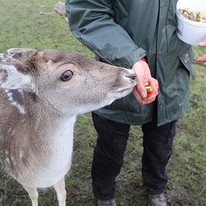 Fallow Deer Hand Feed