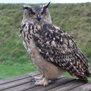 Eurasian Eagle Owl
