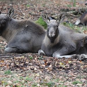 Pair of Young Elk