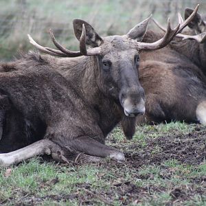Male Elk